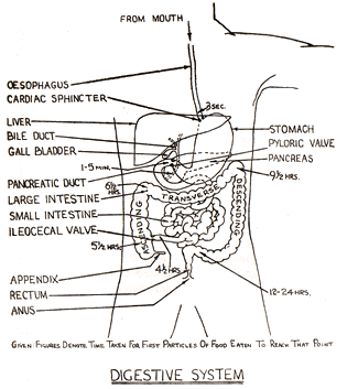 digestive system